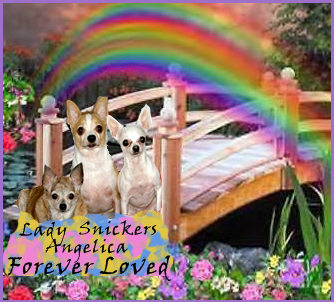Forever Loved My 3 Chihuahuas