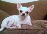 Chihuahua
