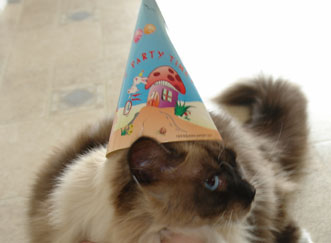 Ragdoll Cat