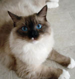 Ragdoll