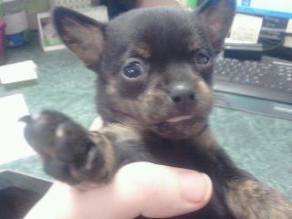 Munchkin Chihuahua